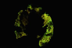 Bioluminescent Armillaria mellea