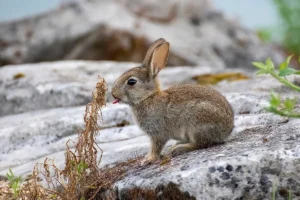 Oryctolagus cuniculus (by Alexis Lours)